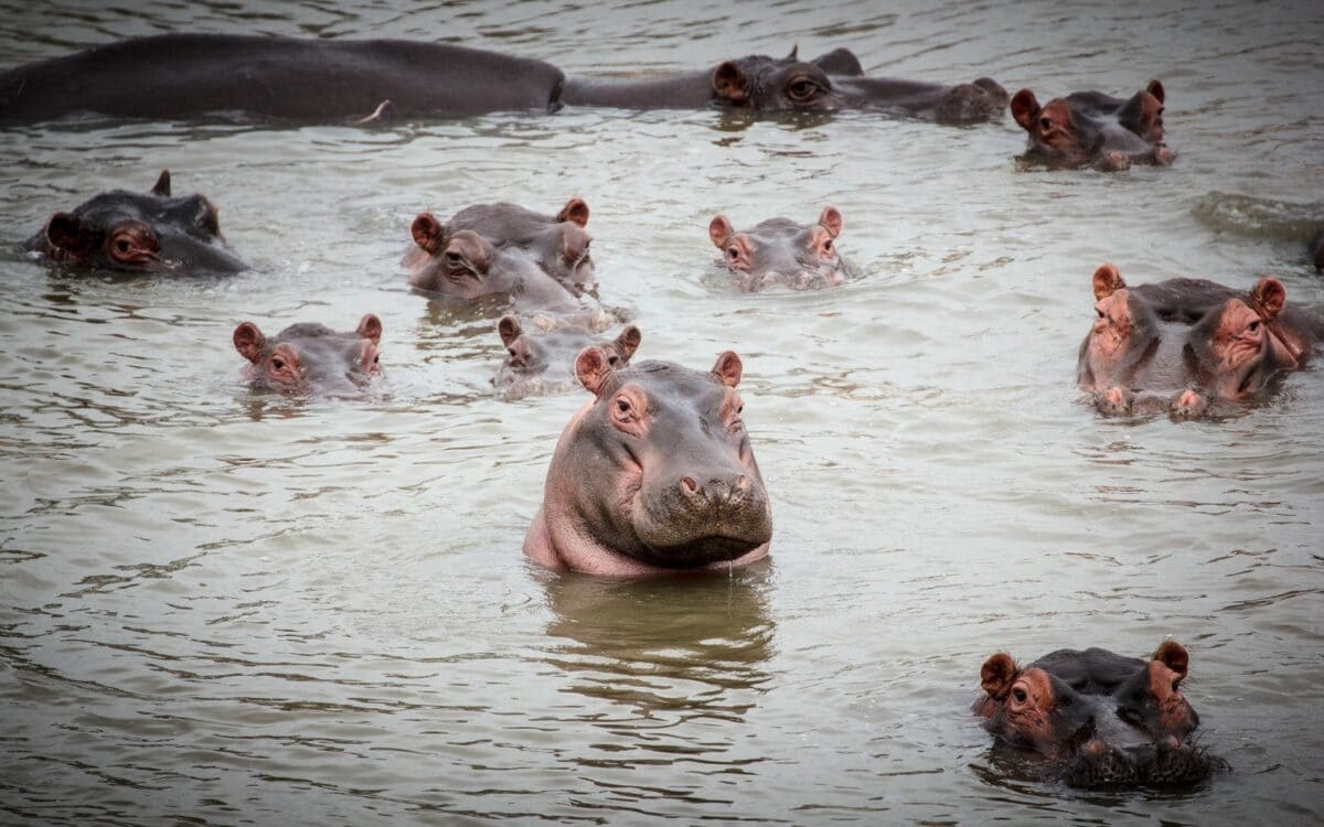 Hippo in Selous